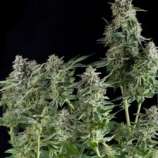 Northern Lights CBD strain photo