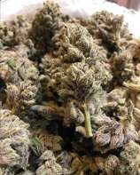 Elephant Ears strain photo