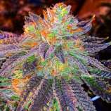 Zkittlez strain photo