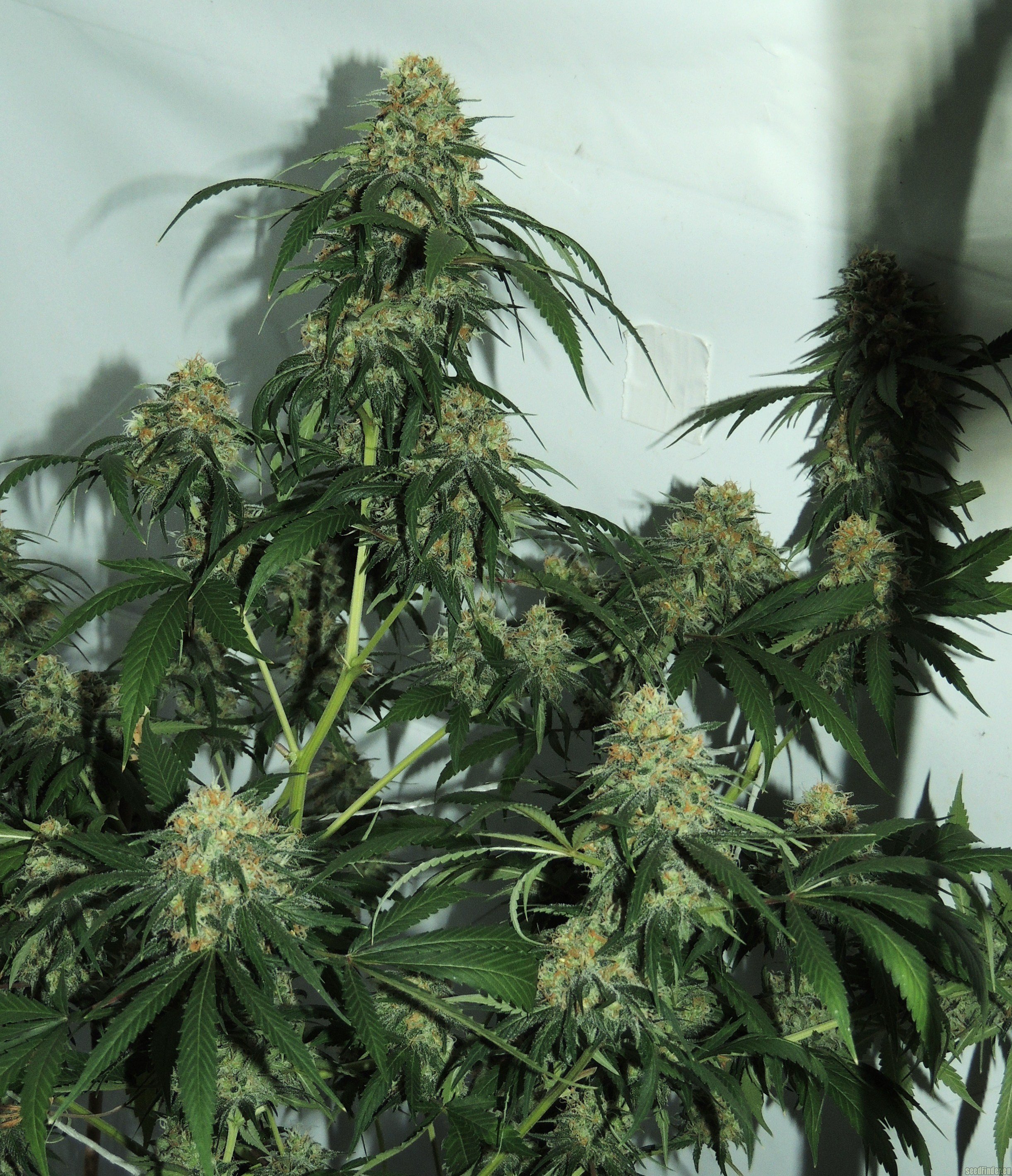 Fubar strain photo