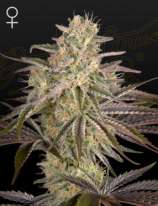 Cloud Walker strain photo