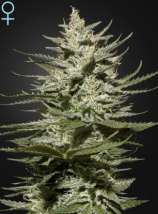 The Church CBD strain photo