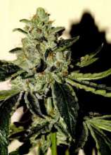 Sin Valley OG strain photo