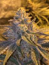 Secret Cheese strain photo