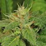 Electric Lemon G strain photo