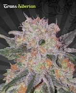 Trans Siberian strain photo