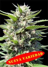Northern Lights strain photo