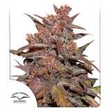 CBD Auto Blackberry Kush strain photo