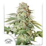 Auto Power Plant strain photo