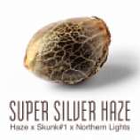 Super Silver Haze strain photo