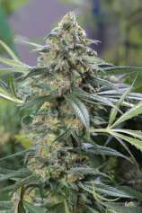 OG Kush CBD strain photo