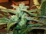 Low-Ryder strain photo