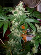 Chem Valley Kush strain photo