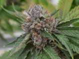Bubba Wookies strain photo