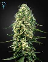 Super Silver Haze CBD strain photo