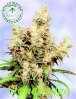 Stonehedge strain photo