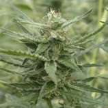 Auto AK-107 strain photo