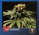 The Chronic strain photo