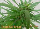 Tropical Treat Special strain photo