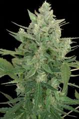 Seedmakers Seeds - Low Dwarf strain photo