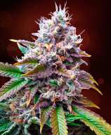 Cheese Fondue strain photo
