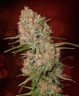 BC Lambsbread strain photo