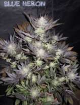 Blue Heron strain photo