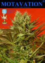 Motavation strain photo