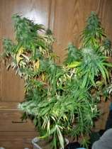 Firefight strain photo