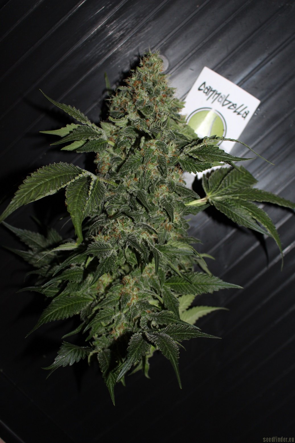 Bella Ortega strain photo