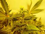 Somativa strain photo