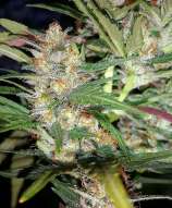 Zamaldelica Express strain photo