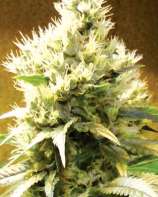 Afghani strain photo