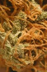 BC Cheese strain photo