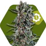 Blueberry Cheese Automatic strain photo