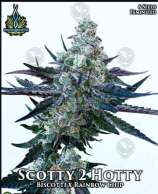 Scotty 2 Hotty strain photo