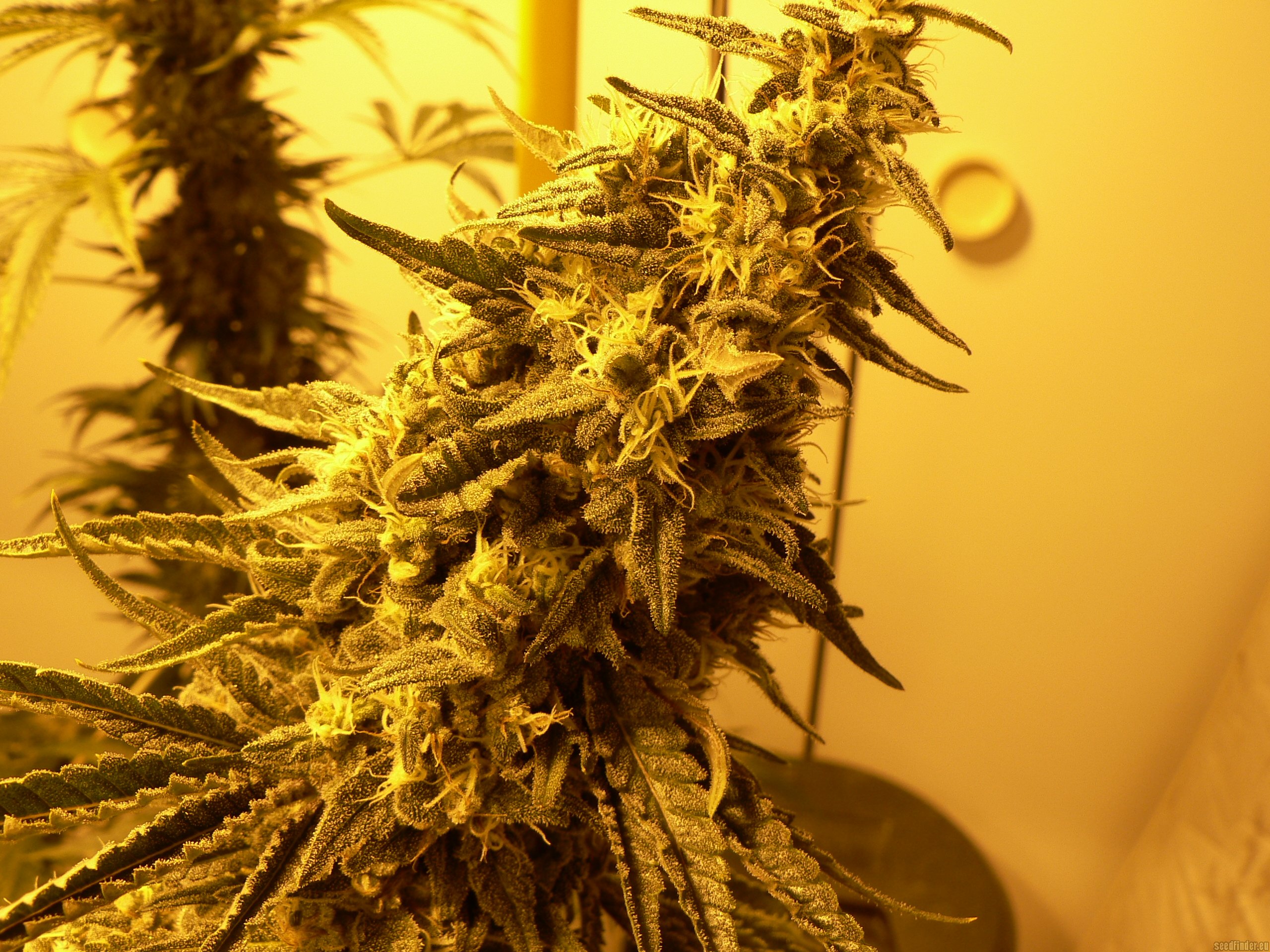 The White strain photo