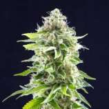 Cookies Haze strain photo