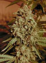 Somango Widow strain photo