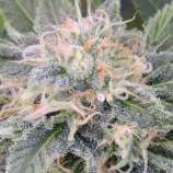 Black Ghost OG strain photo