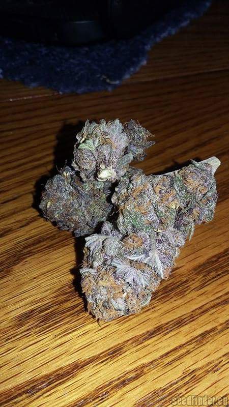 Nigerian Nightmare strain photo