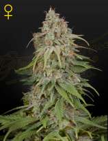 GH Amnesia strain photo