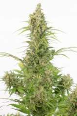 White Widow Auto CBD strain photo