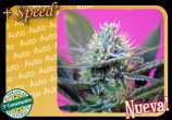 Sweet Seeds - +Speed strain photo