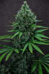 Ms. Moon Dancer strain photo