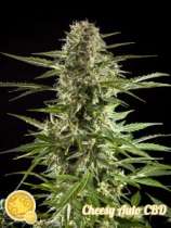 Cheesy Auto CBD strain photo