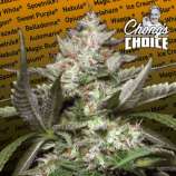 Auto Kong #4 strain photo