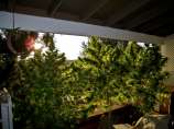 Waipi'o Hapa strain photo