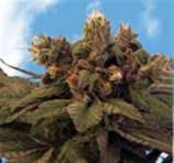 Blueberry Bud strain photo
