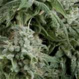 Auto Northern Lights CBD strain photo